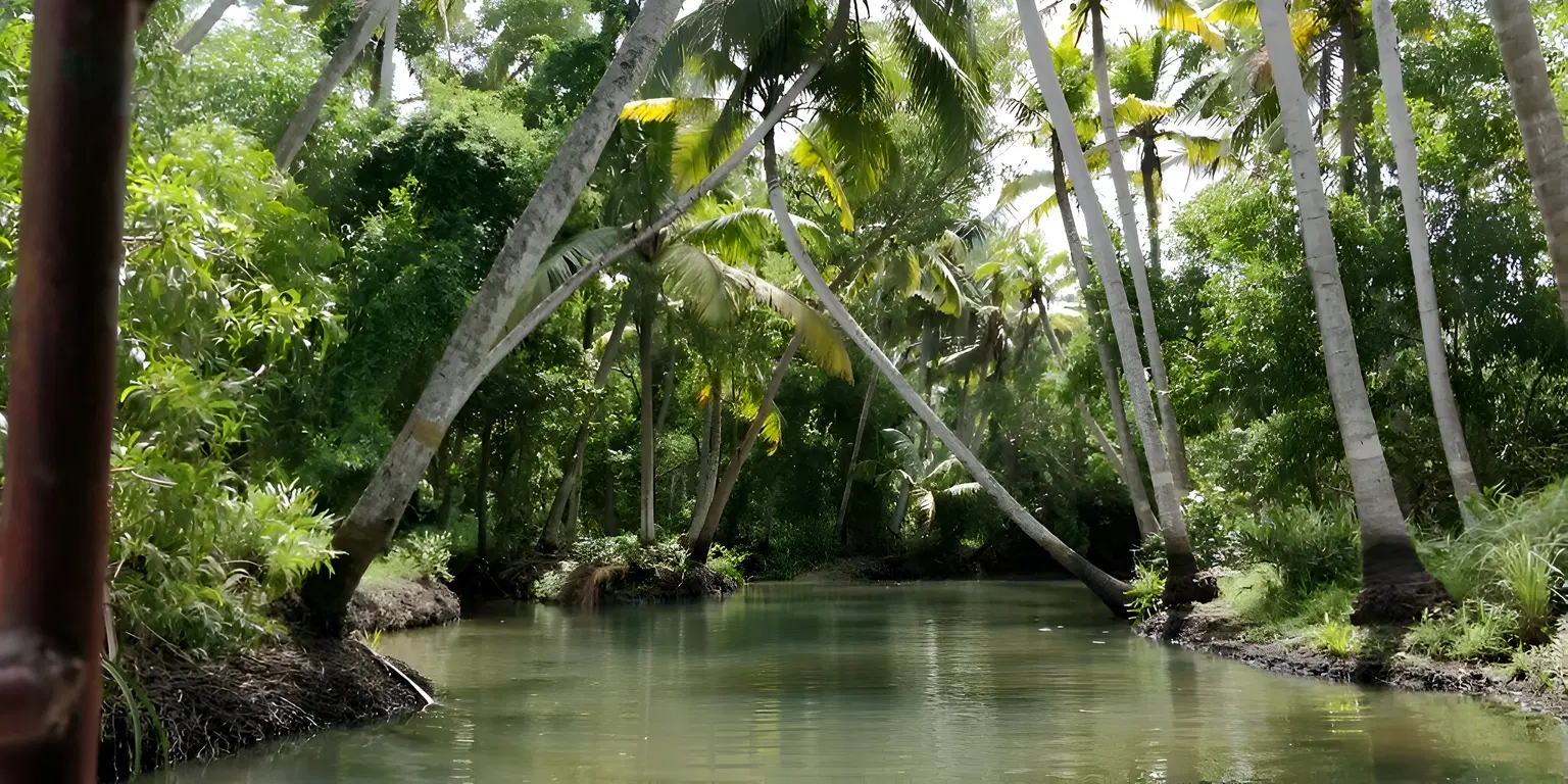 Mangrove Forest, Poovar Island