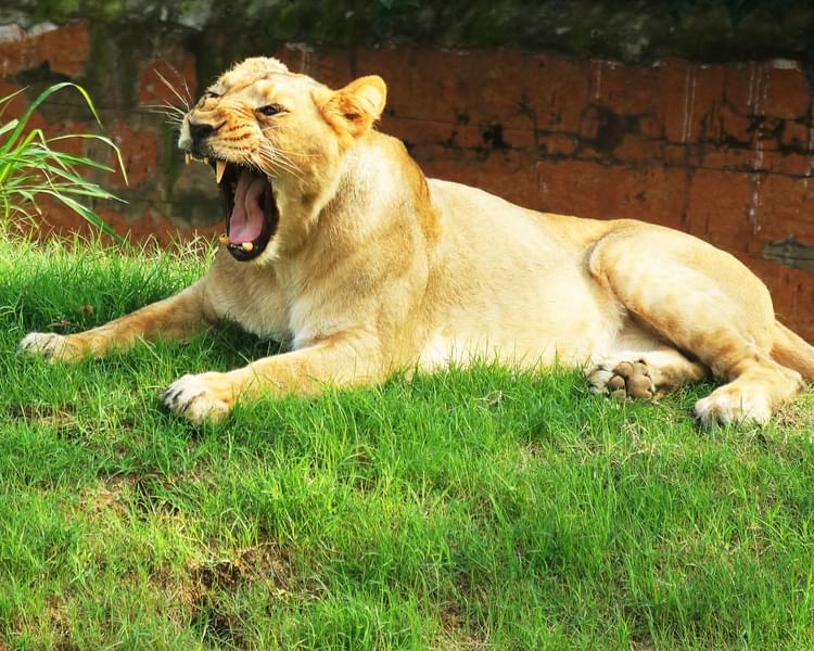 Lioness in Mysore Zoo, India