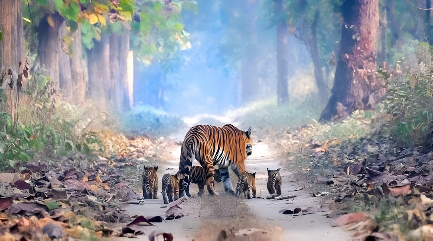 Pakke Tiger Reserve