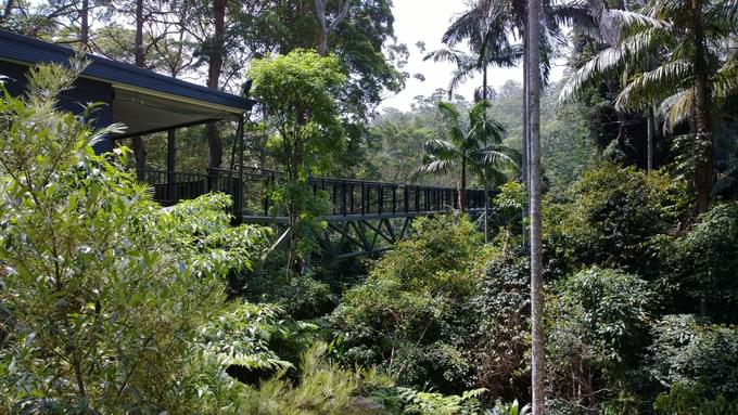 Springbrook National Park Tour