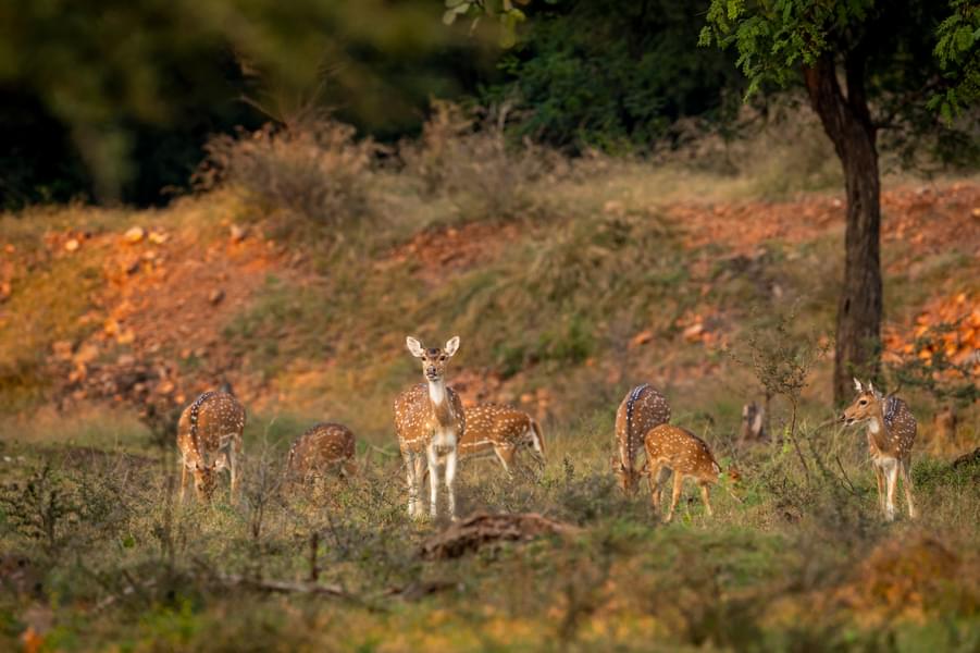 Jaipur to Ranthambore Day Trip Image