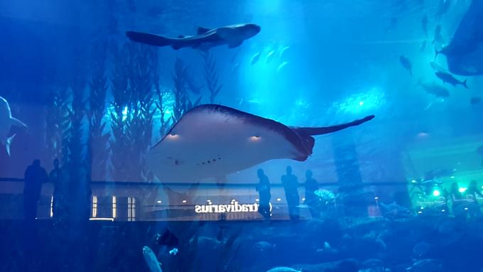 Dubai Aquarium