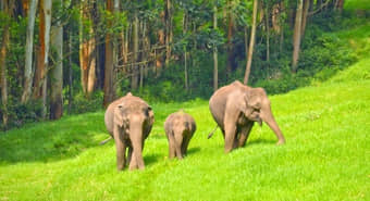 Eravikulam National Park Safari Munnar