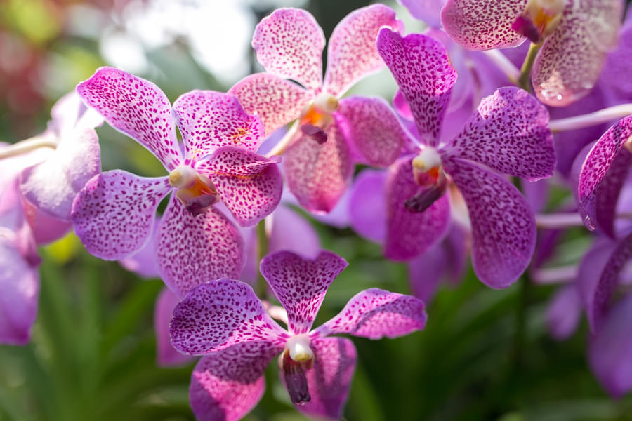 Breathe in the fresh aroma of orchids at Orchid Garden