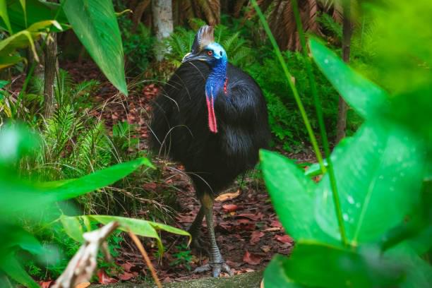 Southern Cassowary