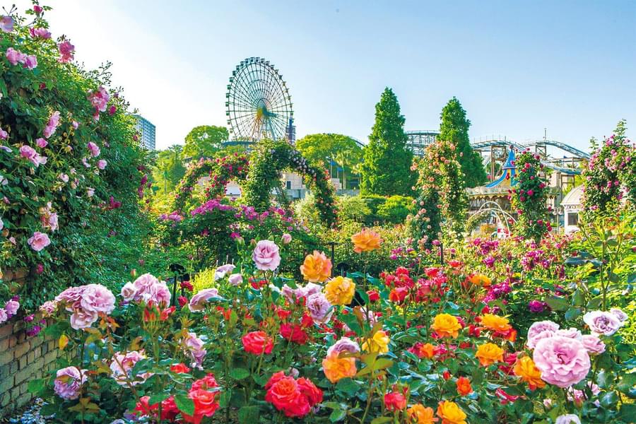 Hirakata Park Image