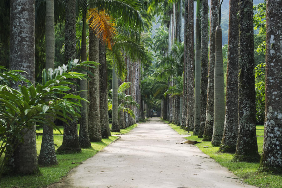 Rio de Janeiro Botanical Garden Image