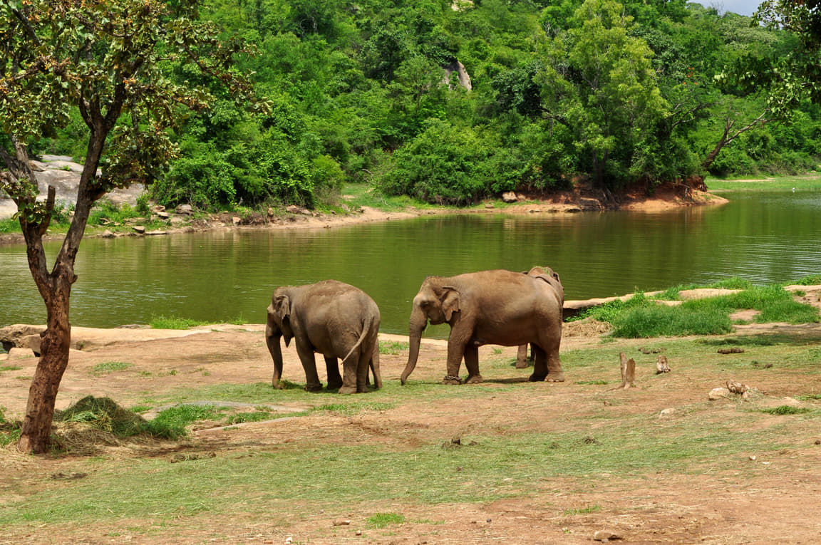 Bannerghatta National Park