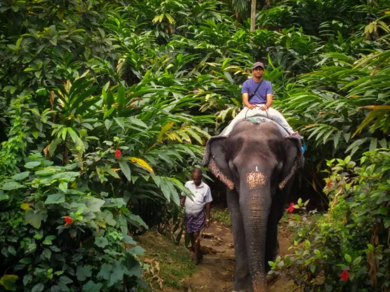 Elephant Junction Activities Package Image
