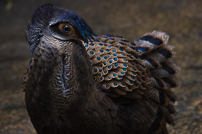 Peacock at Singapore Zoo