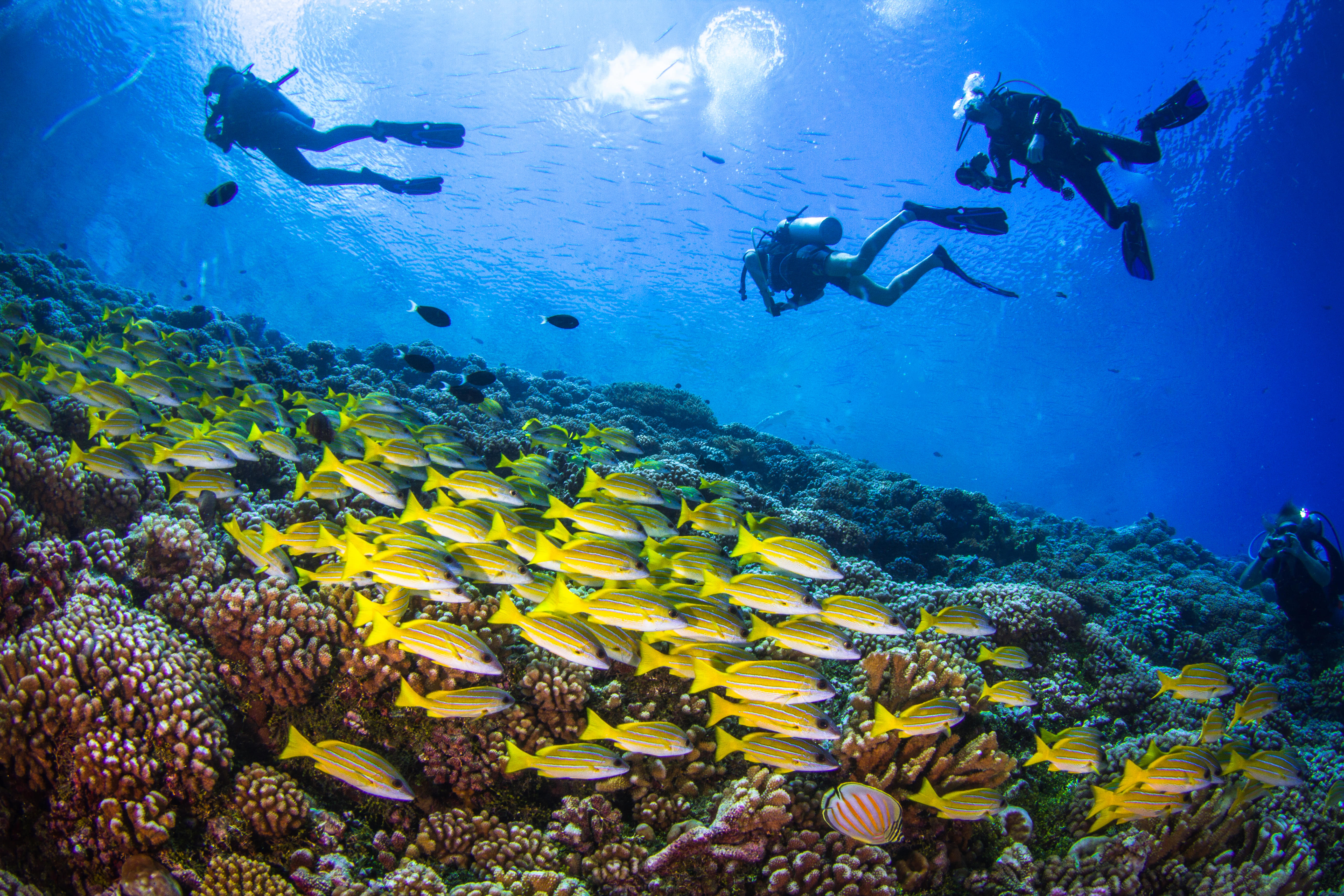 Coral reef diving