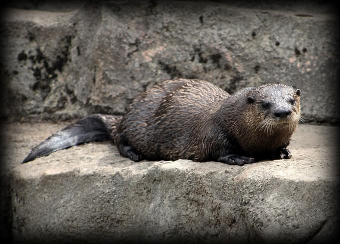 Sea Otters