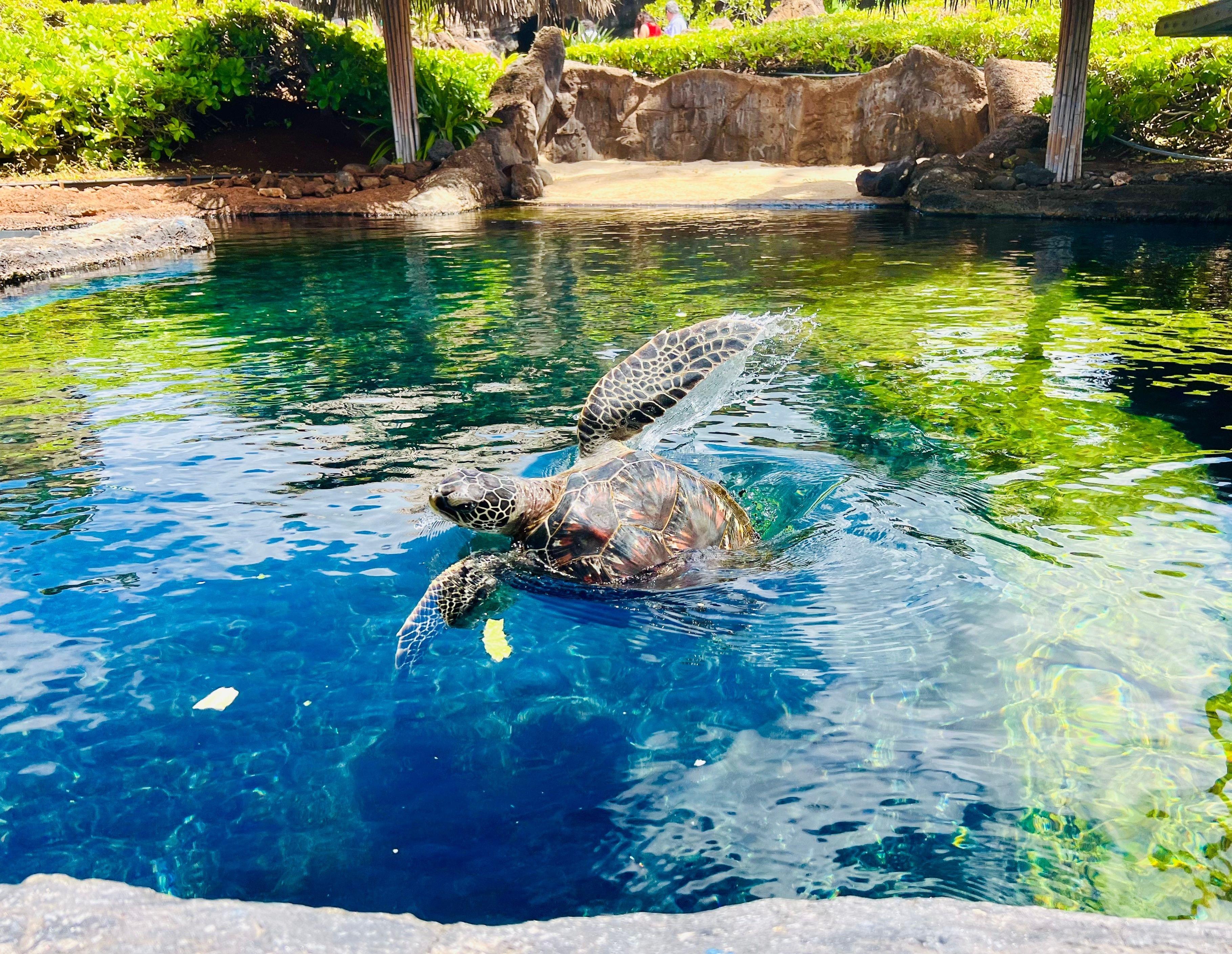 Maui Ocean Center Tickets