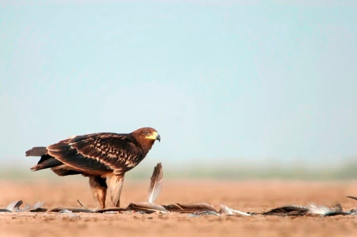 Wildlife Tour Of Little Rann Of Kutch Image