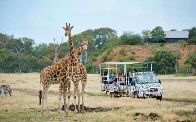 Giraffe in Australia Zoo