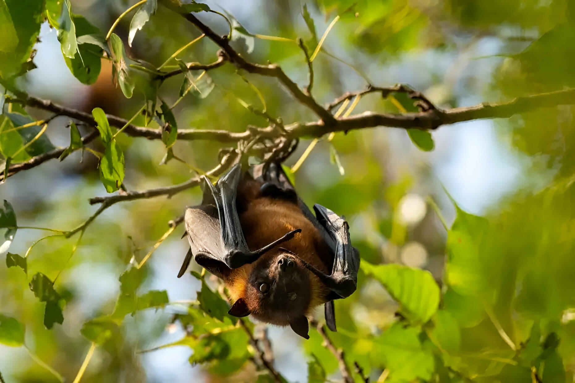 Encounter Fruit-Eating Bats