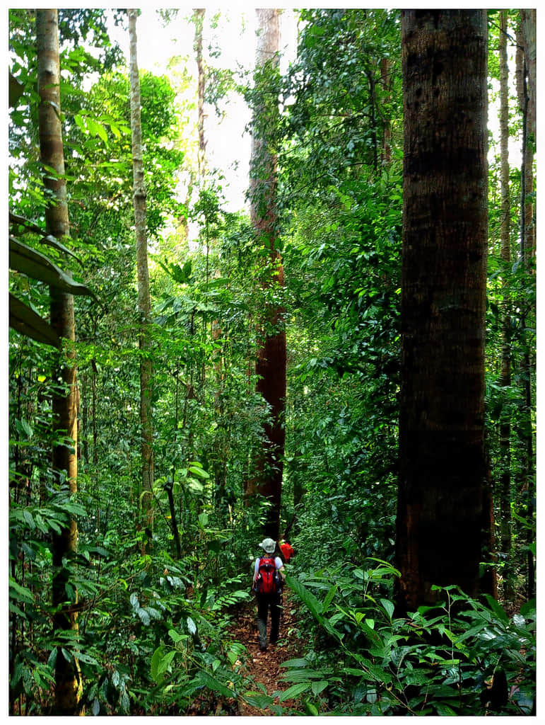 Gunung Lambak, <em>Langkawi</em>