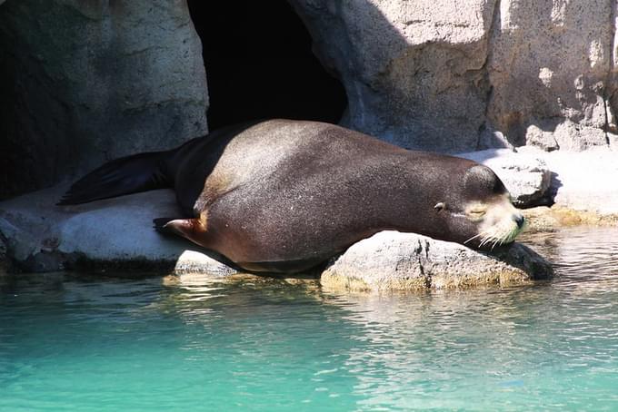 Sea lions Show