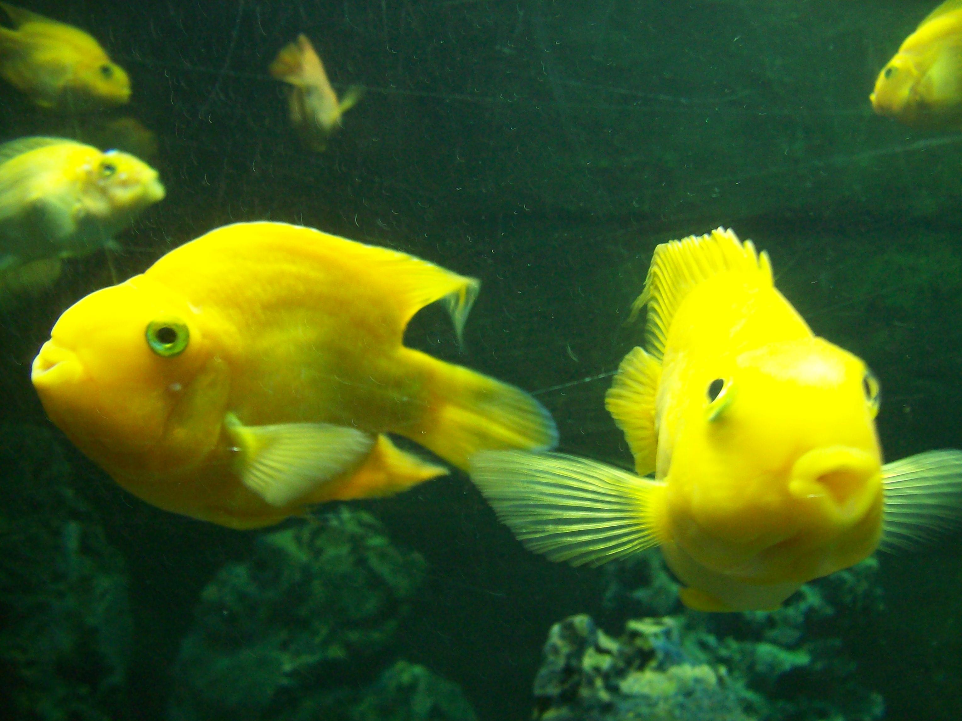 Visit the Bahu Aquarium