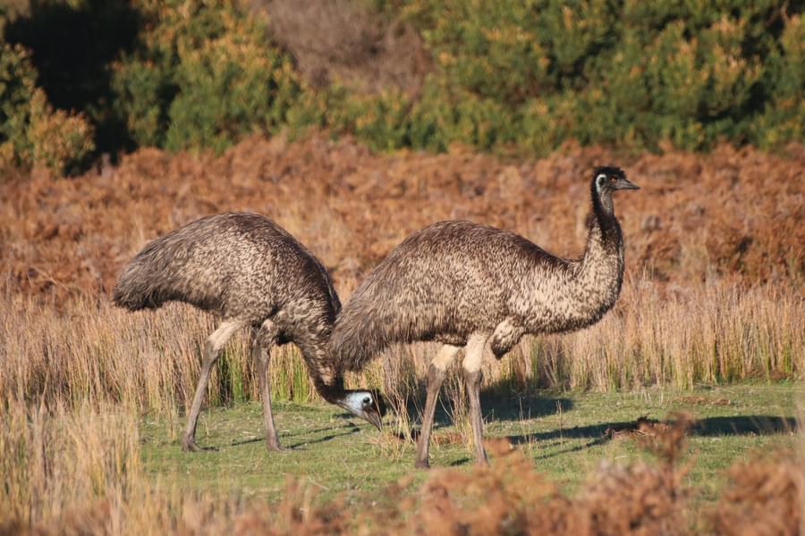 Emus in Featherdale Wildlife Park