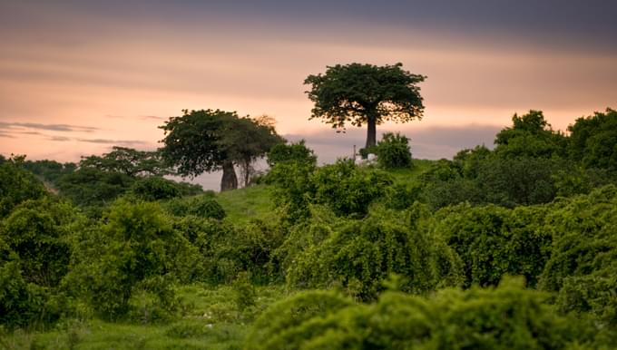 Ruaha national park