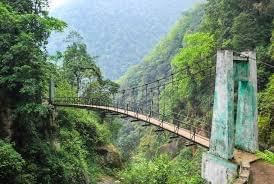 Explore the Forest Trails