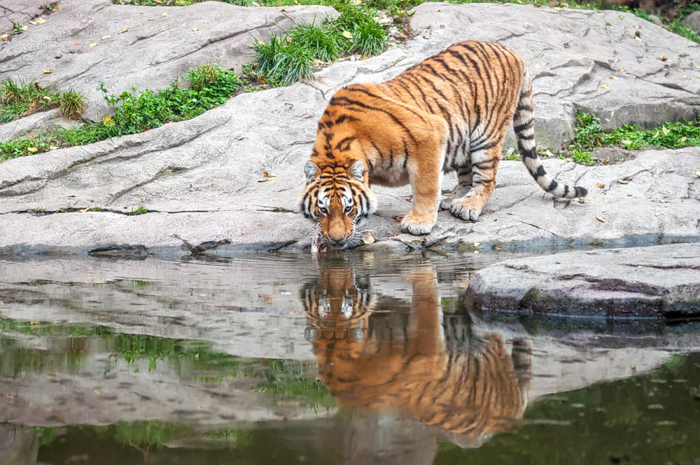 Bengal Tiger