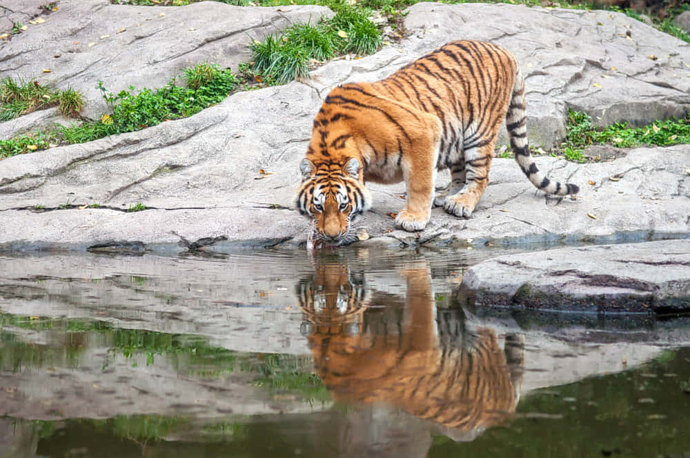Sundarban Tour by Cruise from Kolkata