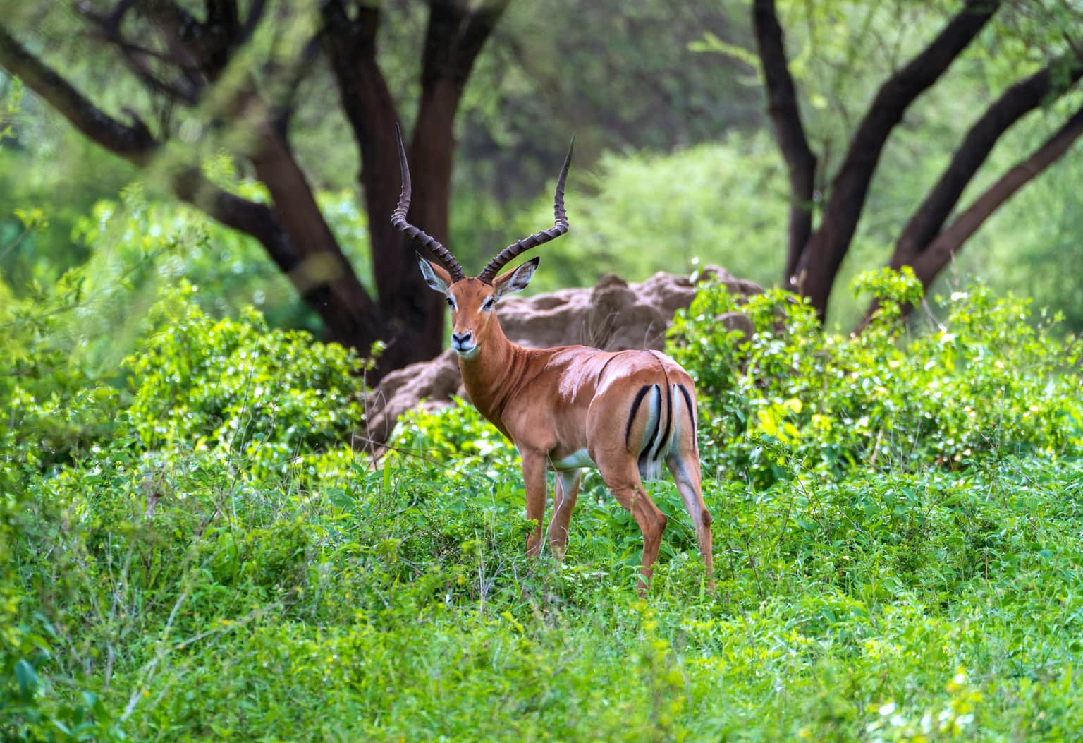 <em>Kenya</em> Tour Packages From Kolkata 