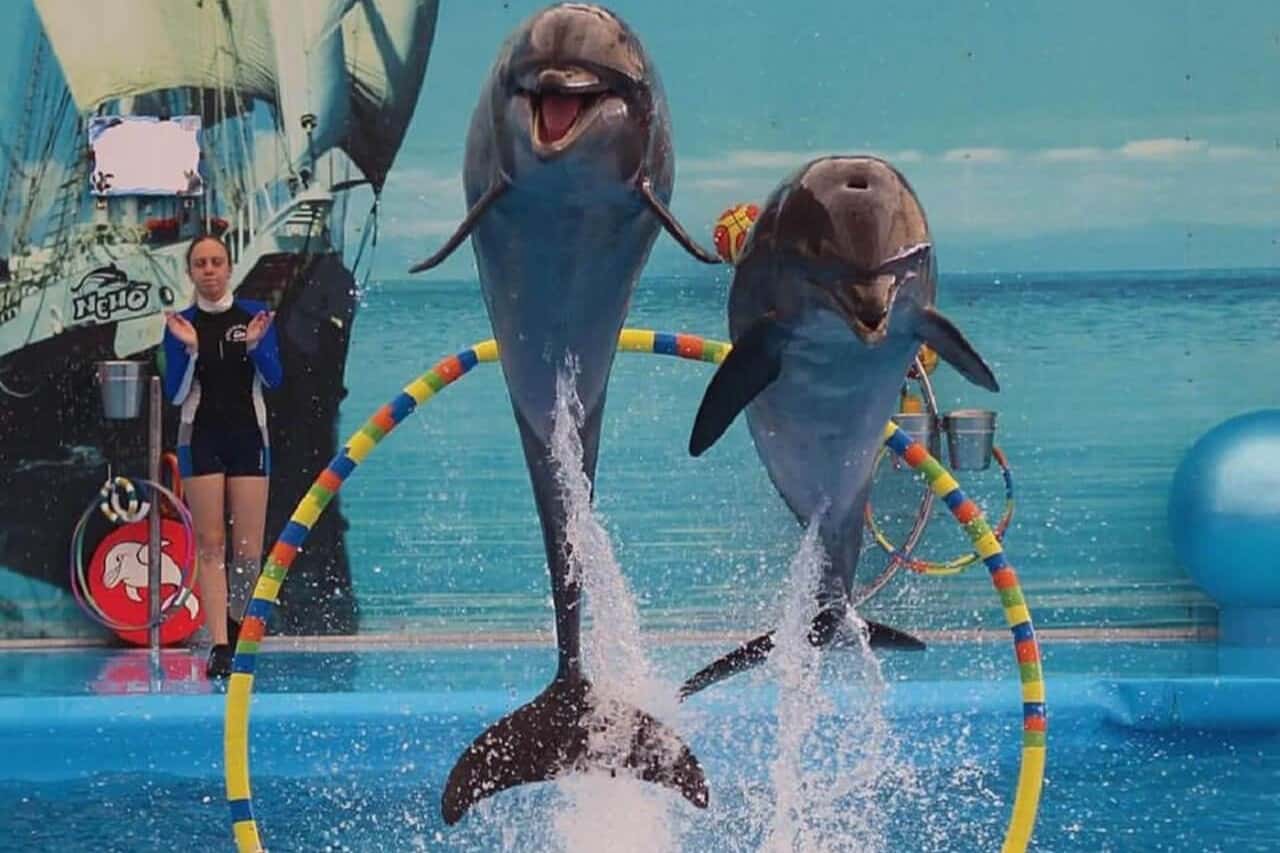 Phuket Dolphin Show Ticket