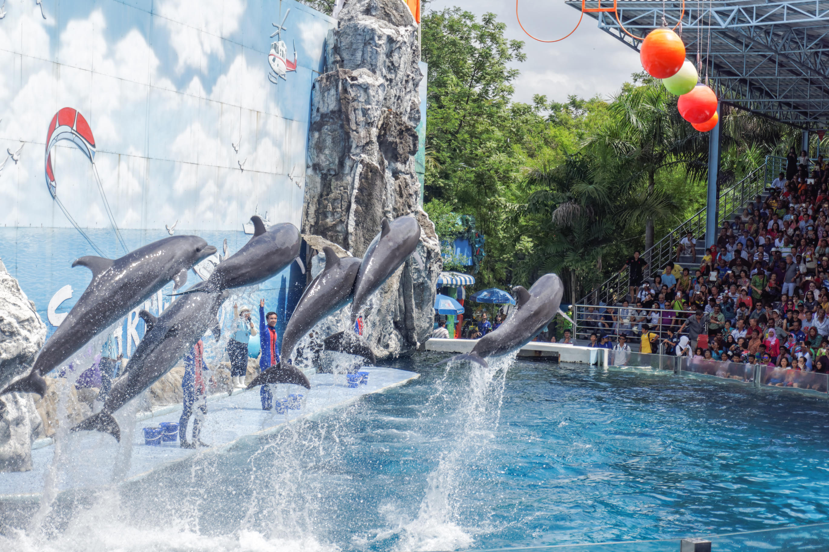Dolphin Show At Safari World Bangkok