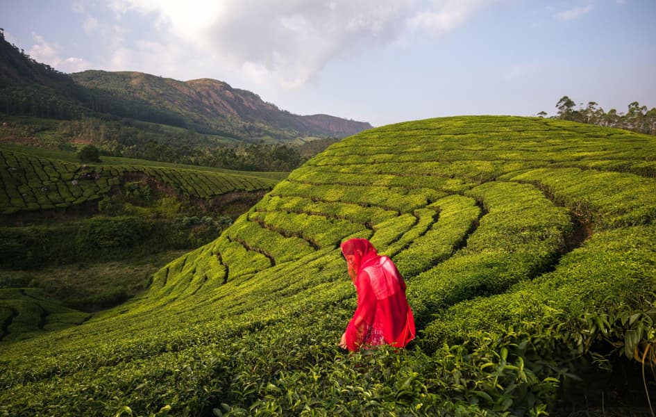 Munnar Tour Package From Bangalore Image