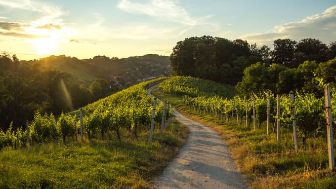 etna's volacanic vineyard