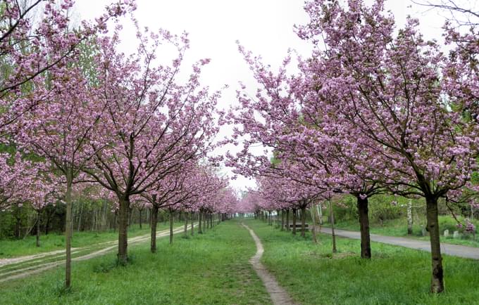 History Of Cherry Blossoms In Japan