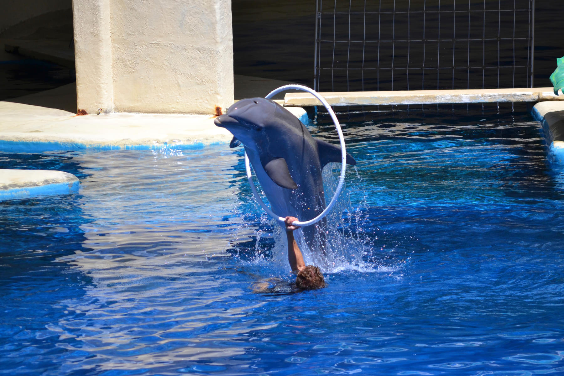 Enjoy seeing the adorable dolphins play