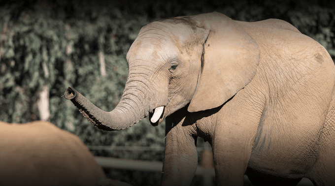 Elephants in San Diego Zoo