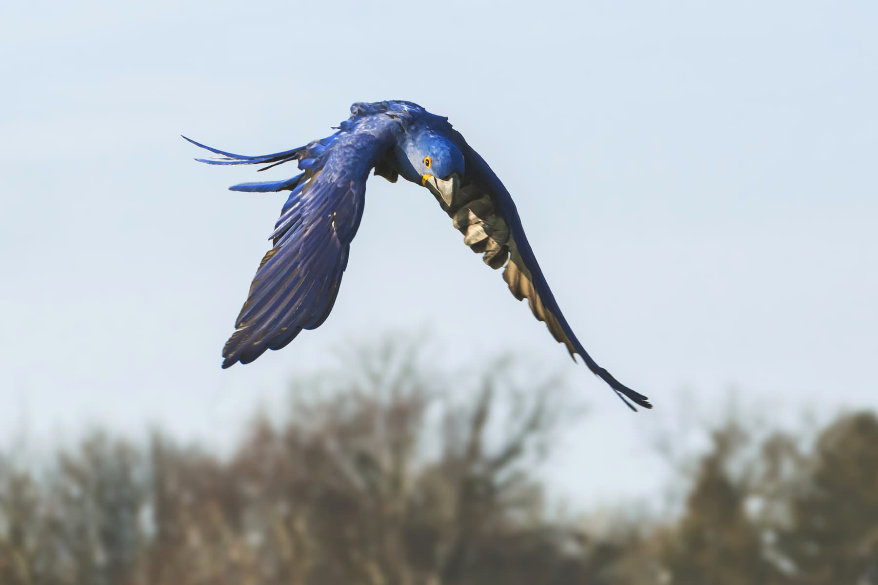 Macaw Aviary At Safari World Bangkok Photo Inspiration