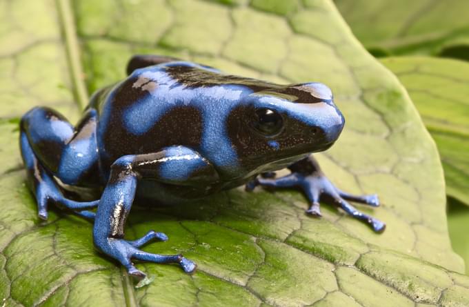 Poison Arrow Frog