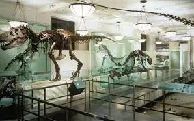 Learn about extinct species at Fossil Hall