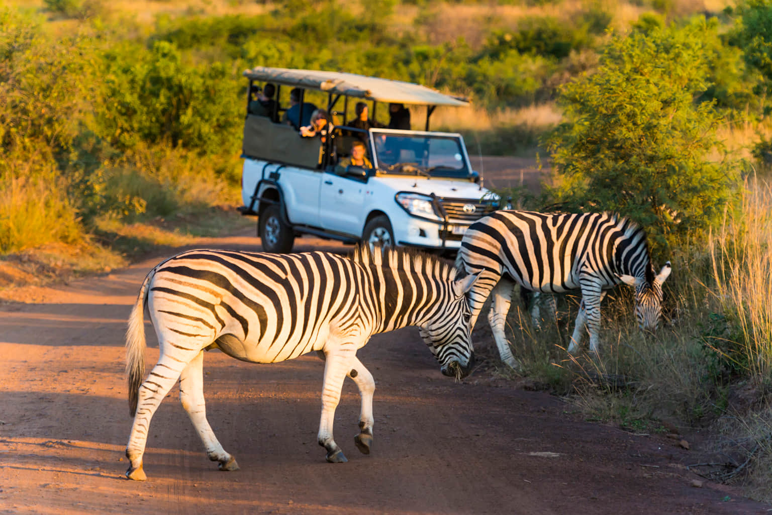Pilanesberg National Park, <em>South Africa</em>