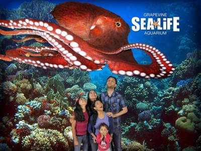 Know more about various marine creatures at SEA LIFE Aquarium