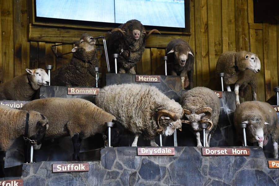 Agrodome Farm Show Tickets, Rotorua Image