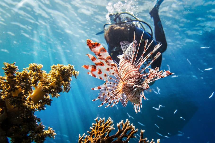 Interact with exotic and diverse marine life of Dubai