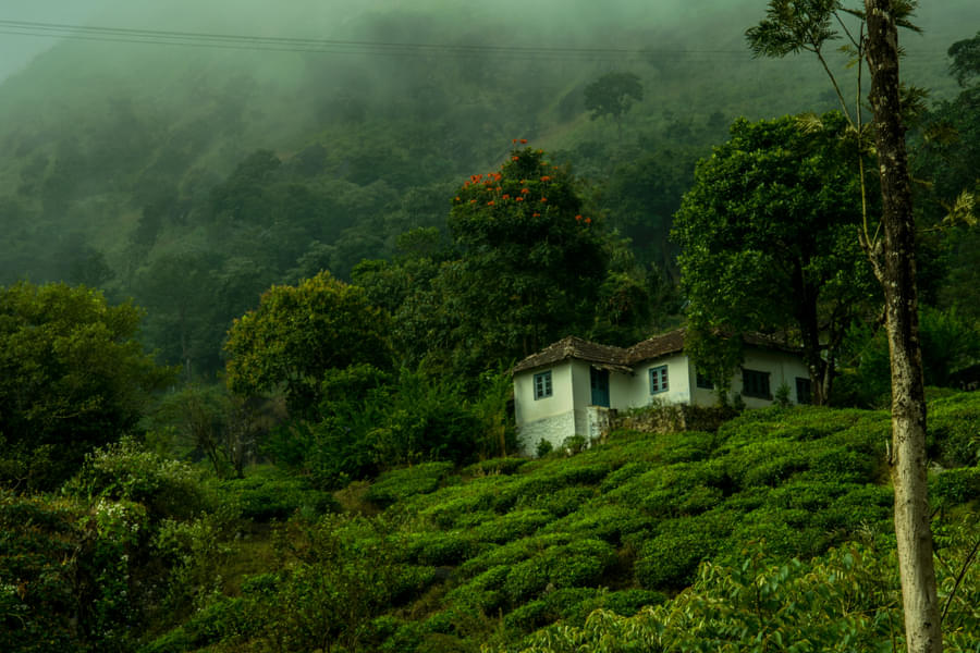 Off beat Wayanad Tour Package Image
