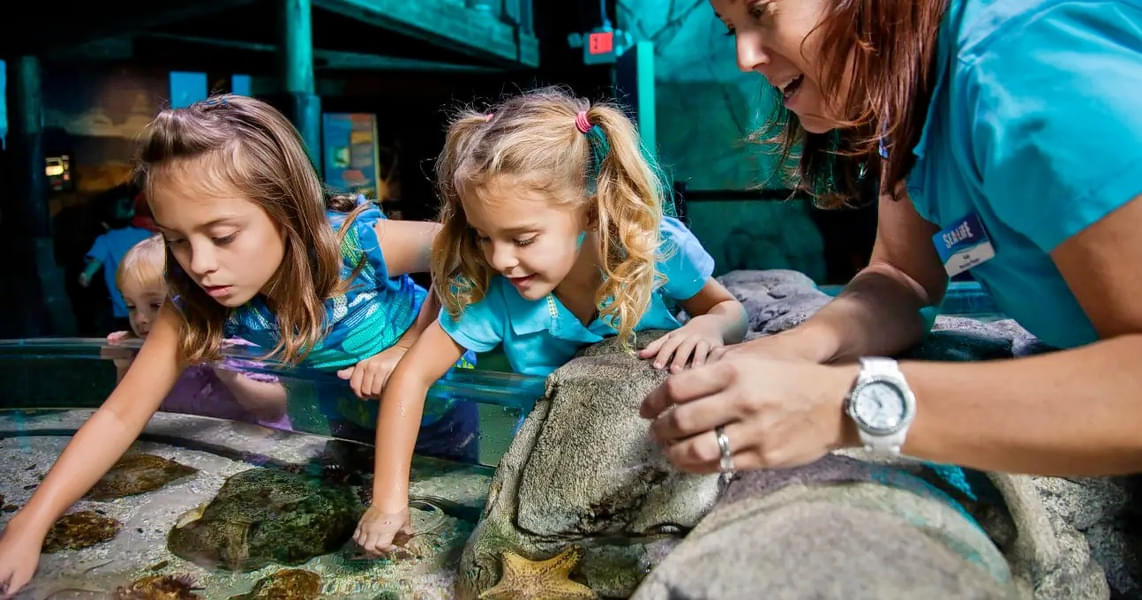 Touch sea urchins and starfish in interactive touchpools