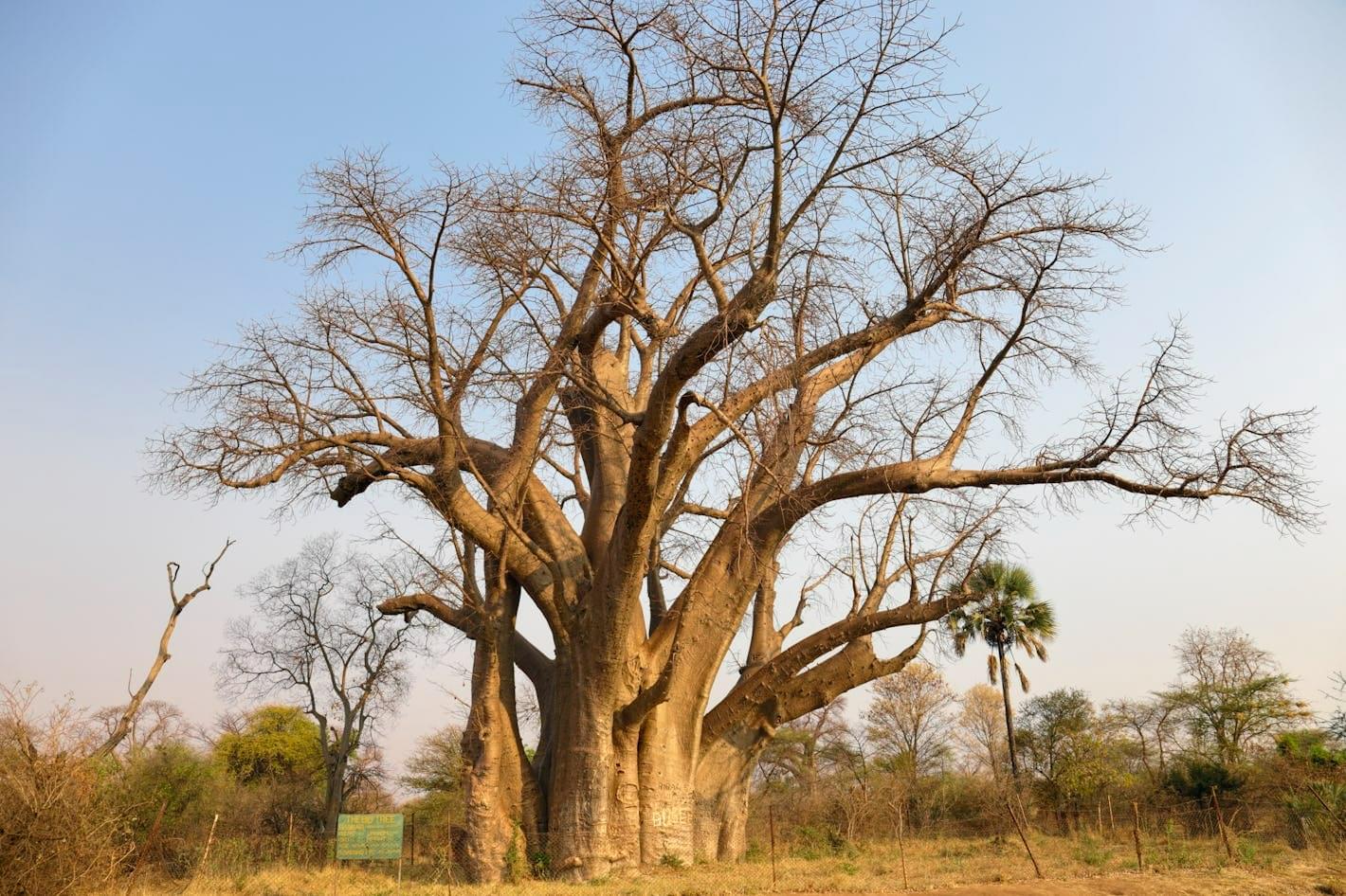 The Big Tree Overview