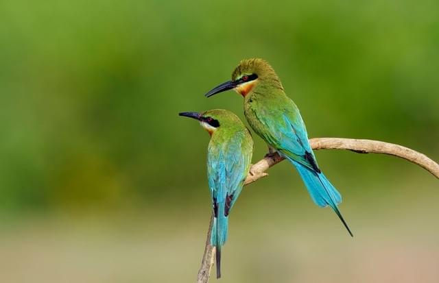 Walk Through India’s Largest Aviary Dome