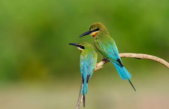 Walk Through India’s Largest Aviary Dome