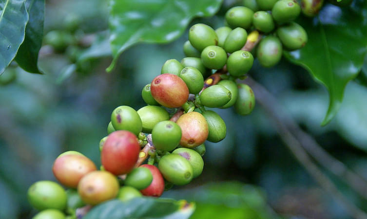 Wedang Sari Coffee Plantation
