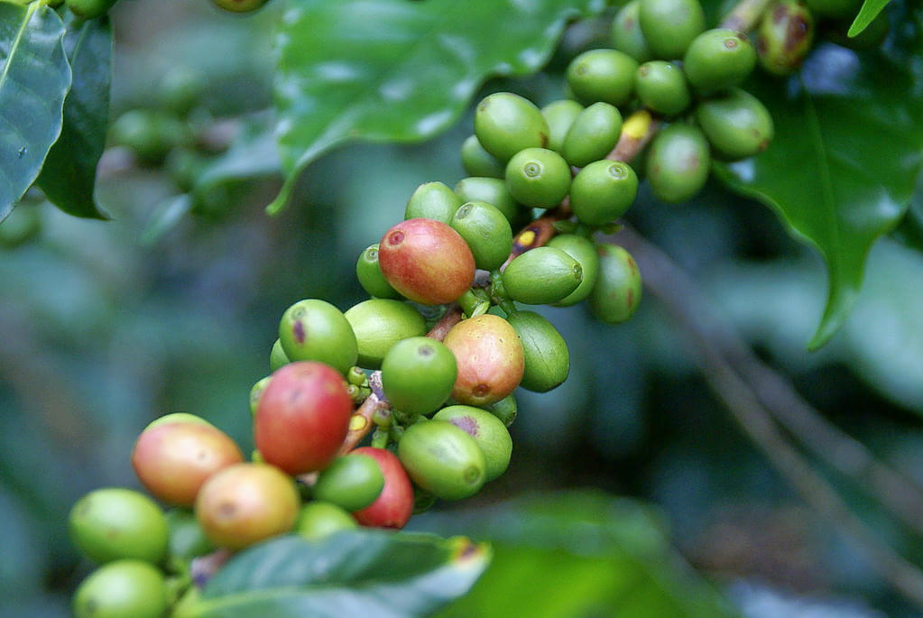 Wedang Sari Coffee Plantation Overview